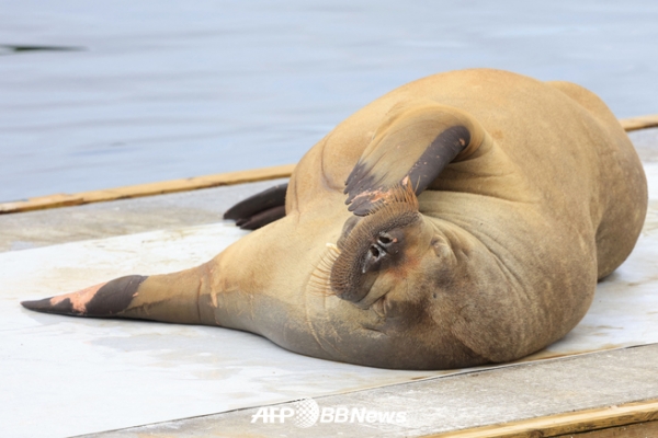 노르웨이 오슬로의 해변에서 휴식을 취하고 있는 바다코끼리 플레이어의 모습 (2022년 7월 18일 촬영) ⓒAFPBBNews