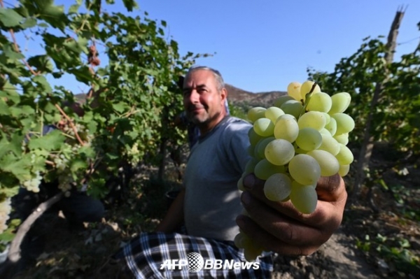 조지아 최고의 와인 산지 카헤티 지역에서 포도 수확 풍경 (2022년 9월 21일 촬영). ⓒAFPBBNews