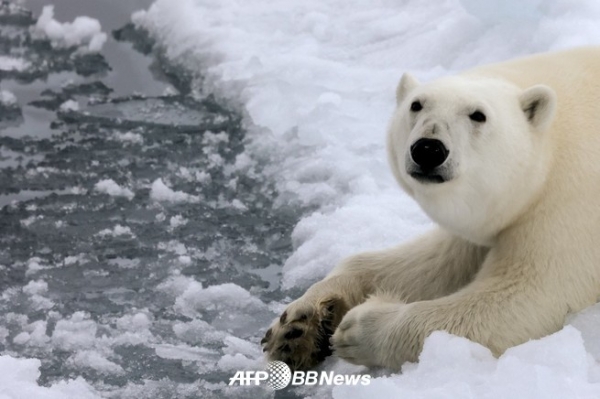 북극곰 ⓒAFPBBNews